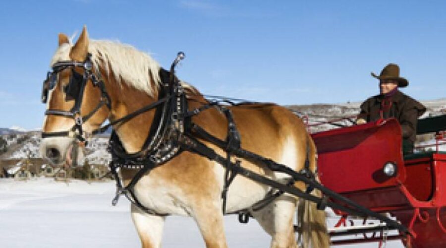 HORSE-DRAWN SLEIGH RIDES